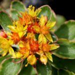 sedum